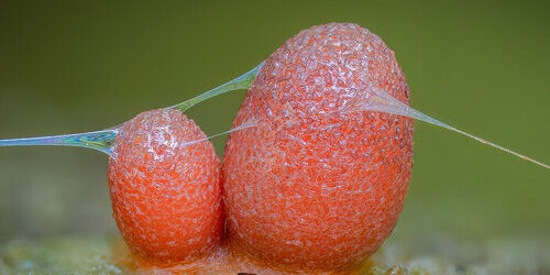 barry-webb-slime-molds-designboom-700-500×400-22b08q85r180