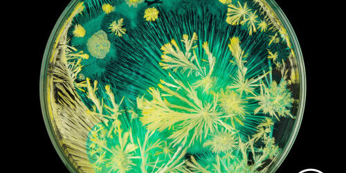 colorful-crystals-natural-grow-garden-glass-petri-dishes-designboom-700-500×400-22b08q85r158