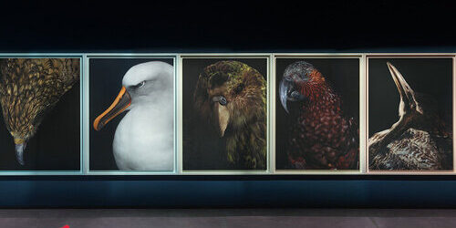 museum-birds-portraits-ecological-loss-new-zealand-pavilion-fiona-pardington-venice-art-biennale-2026-designboom-700-500×400-22b08q85r412
